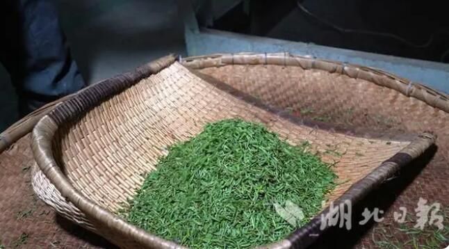 关于谷城：紫金镇3万亩春茶开采的消息(4)