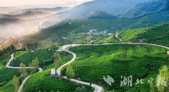 关于谷城：紫金镇3万亩春茶开采的消息