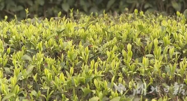 关于谷城：紫金镇3万亩春茶开采的消息(1)