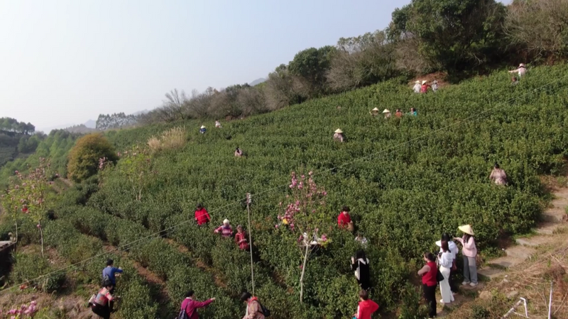 关于沈河民到翁源调研茶叶产业化发展情况的资讯(1)