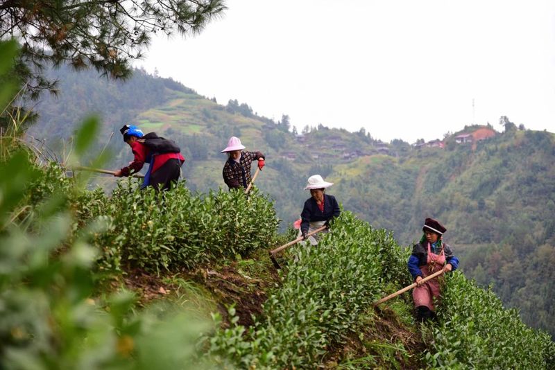 有关于以点连片成规模 以企带业树品牌 ——审计署帮扶丹寨茶产业向纵深推进的信息(2)