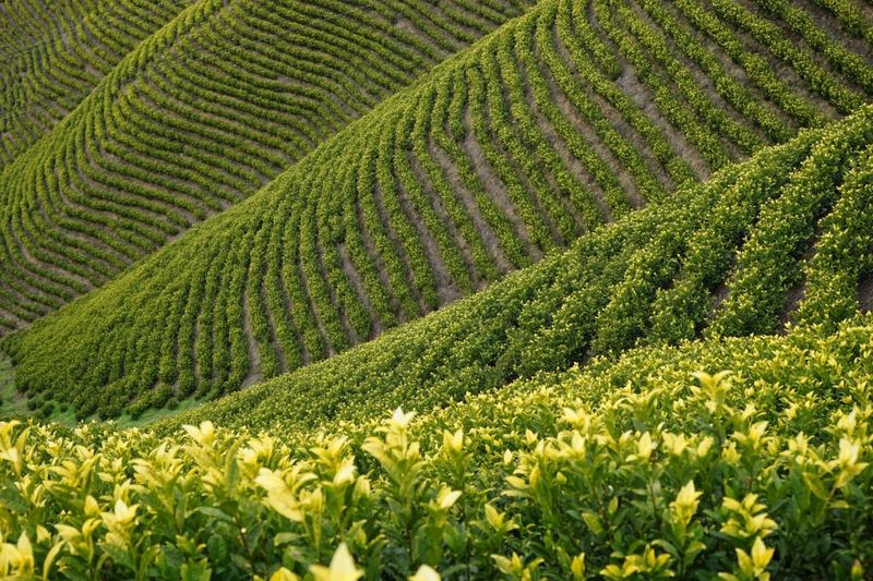 有关于以点连片成规模 以企带业树品牌 ——审计署帮扶丹寨茶产业向纵深推进的信息