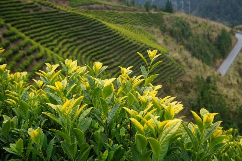 有关于以点连片成规模 以企带业树品牌 ——审计署帮扶丹寨茶产业向纵深推进的信息(1)