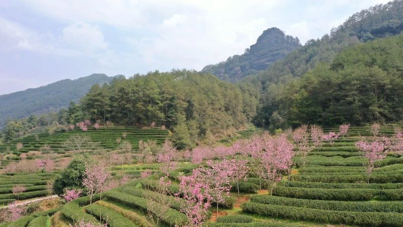 有关于武夷山市举办茶产业数字化转型座谈会的相关信息(2)