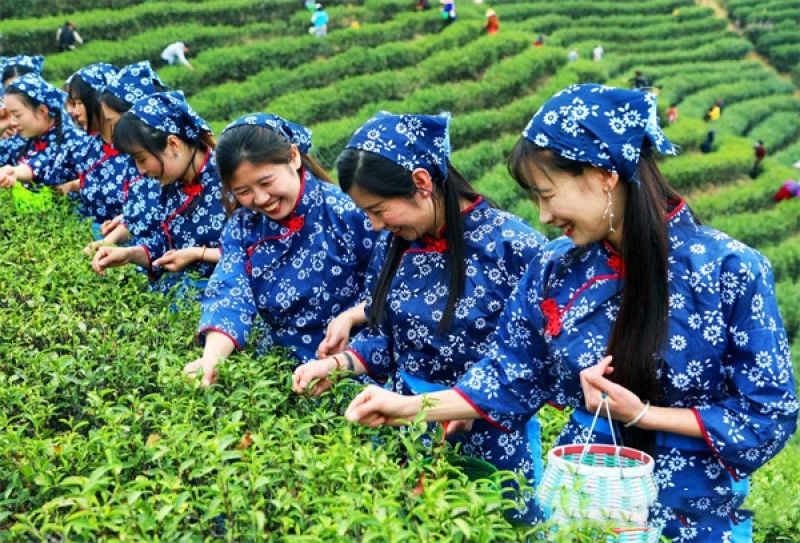 有关于信阳光山：春茶抢“鲜”开采的相关内容