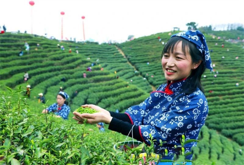 有关于信阳光山：春茶抢“鲜”开采的相关内容(1)