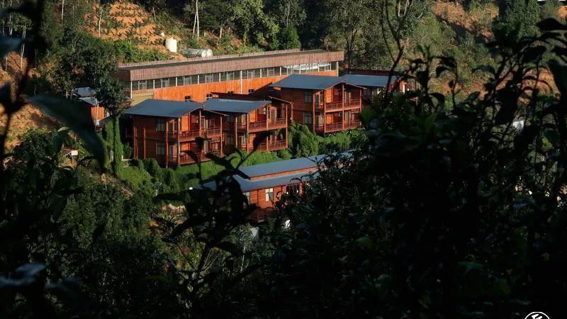 关于临翔昔归古茶园茶旅融合新体验的资讯(7)