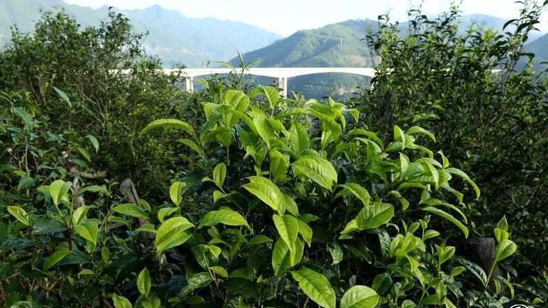 关于临翔昔归古茶园茶旅融合新体验的资讯(2)