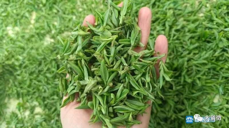 有关于杨州仪征“头茶”上市价逾千！的内容(2)