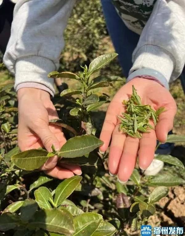 有关于杨州仪征“头茶”上市价逾千！的内容