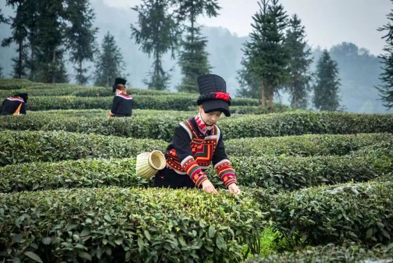 有关于中国彝茶 香飘马边——2023中国彝茶文化节暨第六届小凉山采茶节开幕的内容(9)