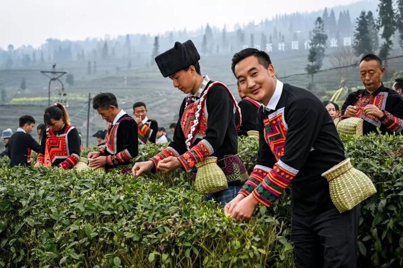 有关于中国彝茶 香飘马边——2023中国彝茶文化节暨第六届小凉山采茶节开幕的内容(8)