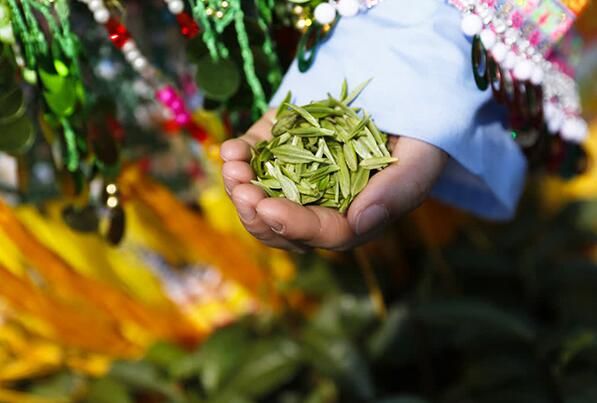 关于泸州古蔺：苗乡春茶开采 尝春天第一口“鲜”的相关信息(3)