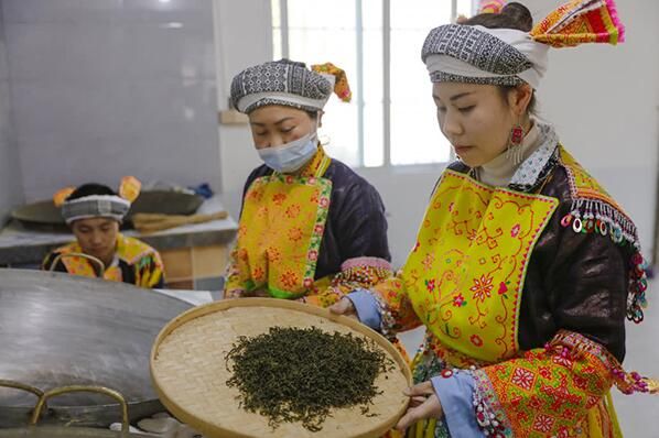 关于泸州古蔺：苗乡春茶开采 尝春天第一口“鲜”的相关信息(2)