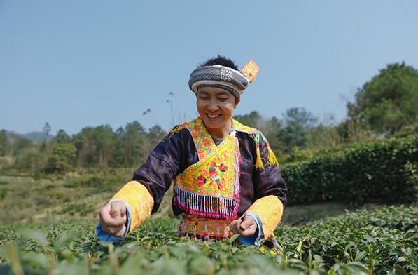 关于泸州古蔺：苗乡春茶开采 尝春天第一口“鲜”的相关信息