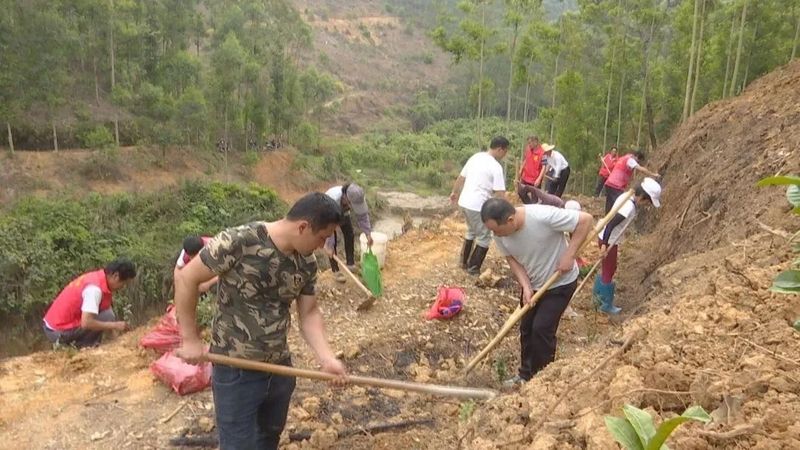 关于种茶正当时！看，这里的六堡茶种植如火如荼的相关信息(1)