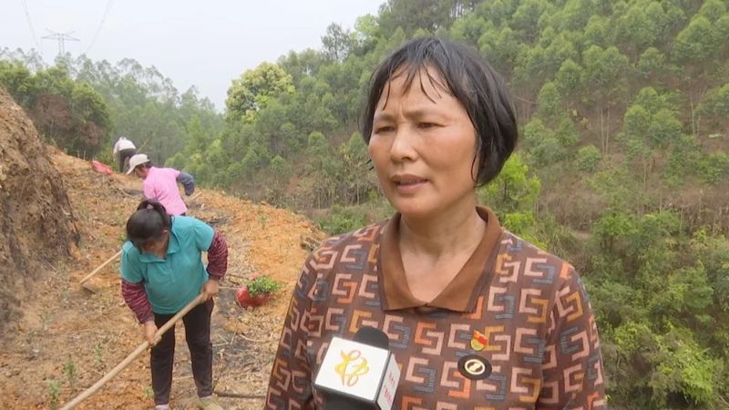 关于种茶正当时！看，这里的六堡茶种植如火如荼的相关信息(3)