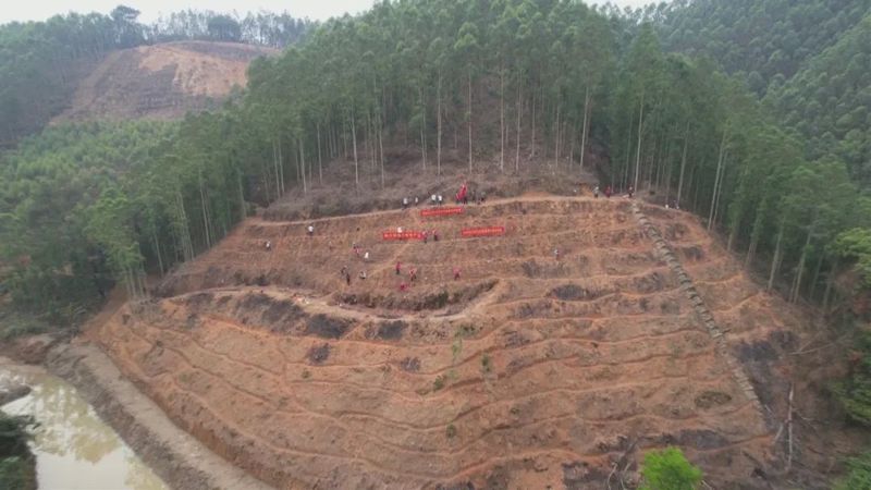 关于种茶正当时！看，这里的六堡茶种植如火如荼的相关信息(4)