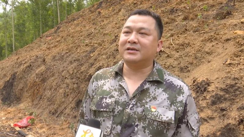 关于种茶正当时！看，这里的六堡茶种植如火如荼的相关信息(5)