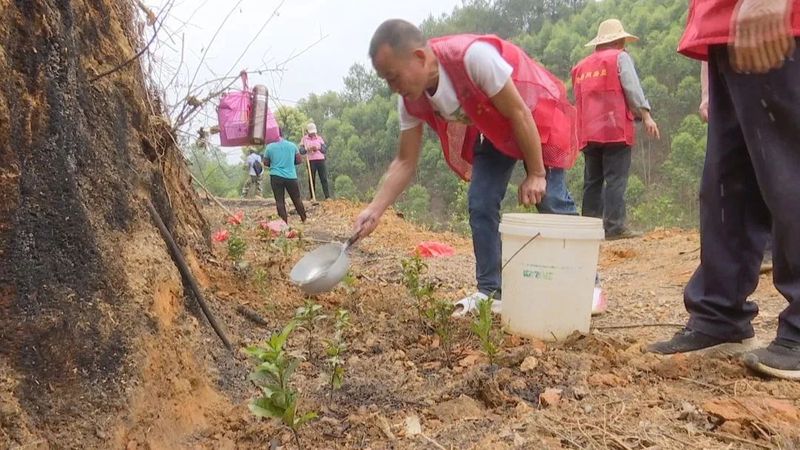 关于种茶正当时！看，这里的六堡茶种植如火如荼的相关信息(2)