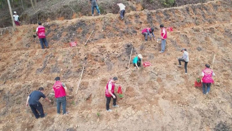 关于种茶正当时！看，这里的六堡茶种植如火如荼的相关信息