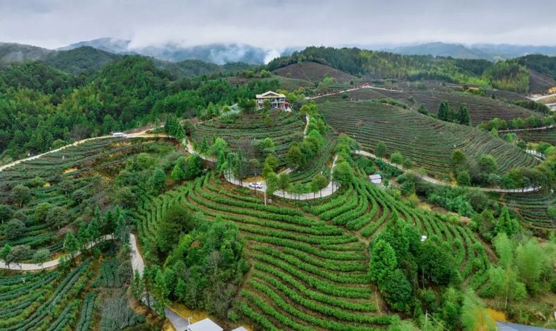 有关于政和县举办第五届政和白茶开茶节的信息(4)