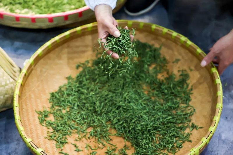 关于 “安吉白茶手工炒茶制作技艺”  非遗大师选树活动举办的相关内容(4)