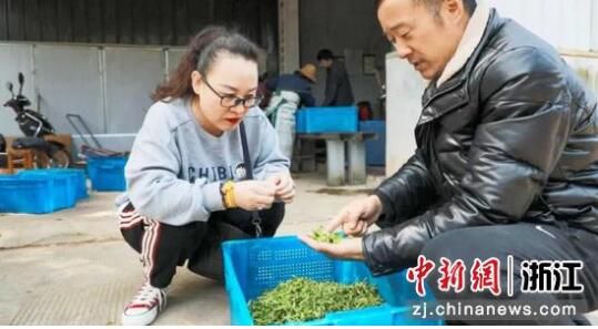 关于浙江衢江三万亩春茶陆续进入适采期 茶青价格略有上涨的新闻(1)