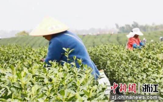 关于浙江衢江三万亩春茶陆续进入适采期 茶青价格略有上涨的新闻
