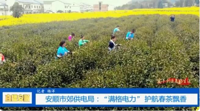 关于安顺市郊供电局：护航春茶保茶企用电无忧的资讯(1)