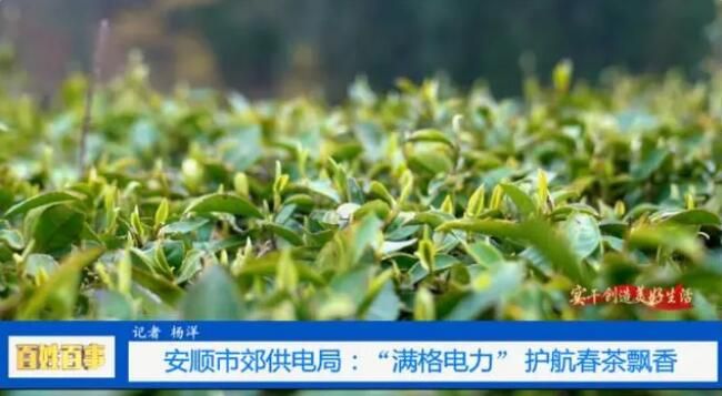 关于安顺市郊供电局：护航春茶保茶企用电无忧的资讯(2)