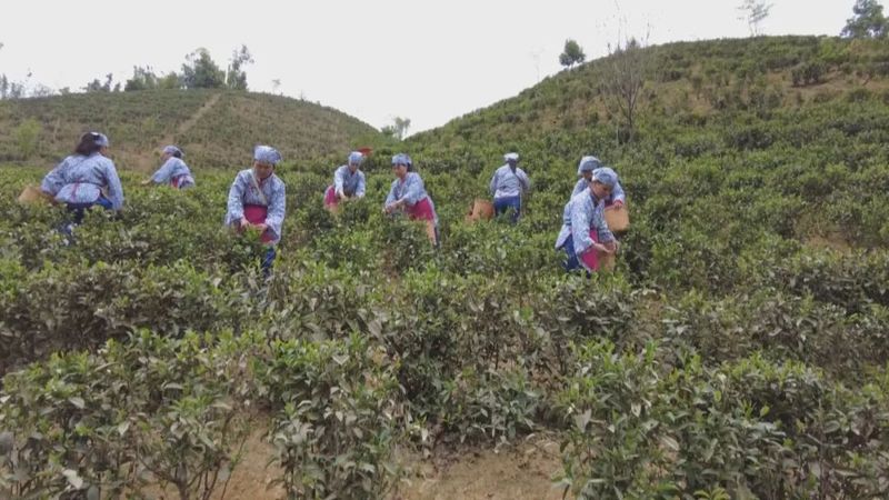 关于传统工艺碰撞现代科技 推动六堡茶产业发展的新闻