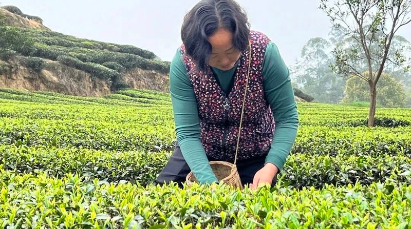 有关于竹园镇：漫山茶飘香 茶农采摘忙的相关信息(2)