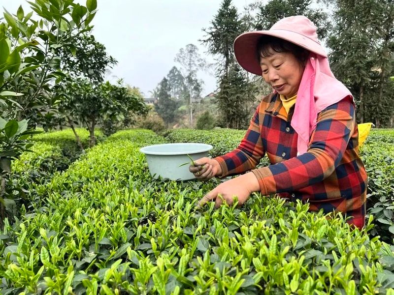 有关于竹园镇：漫山茶飘香 茶农采摘忙的相关信息(1)