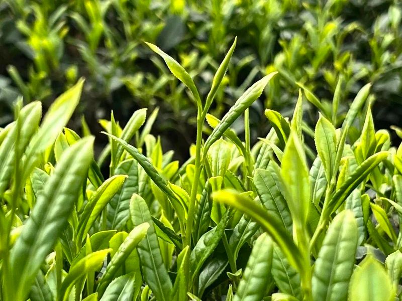 有关于竹园镇：漫山茶飘香 茶农采摘忙的相关信息(3)