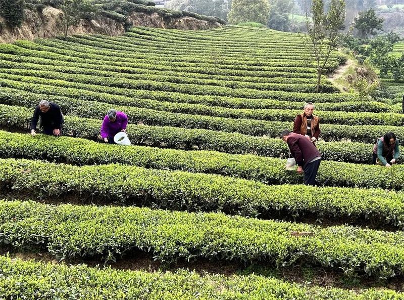 有关于竹园镇：漫山茶飘香 茶农采摘忙的相关信息
