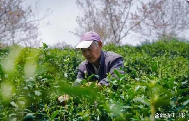 关于衢州市 春茶采摘火热 产量和品质均有提升的新闻