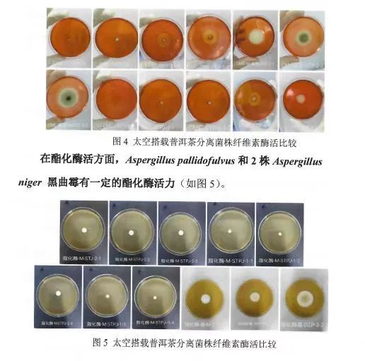 有关于中茶的相关信息(1)