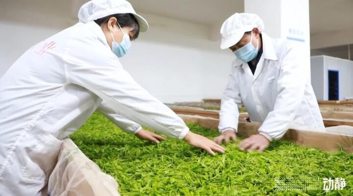 有关于黔东南州丹寨：抢“鲜”赶制春茶，全力保供市场的最新消息(2)