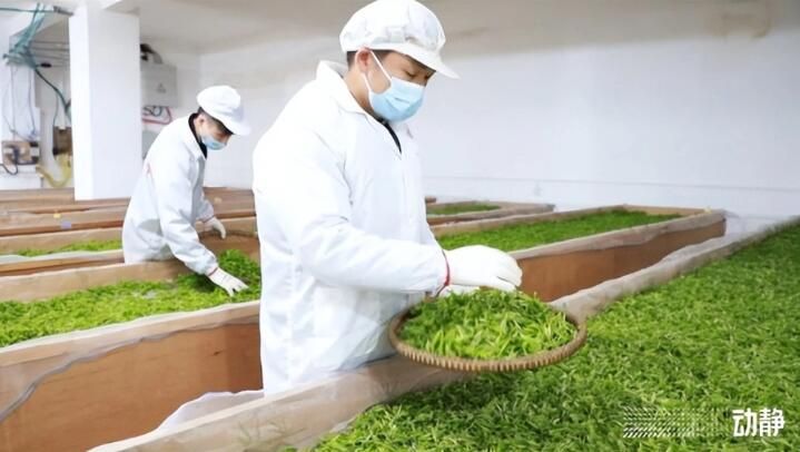 有关于黔东南州丹寨：抢“鲜”赶制春茶，全力保供市场的最新消息(3)