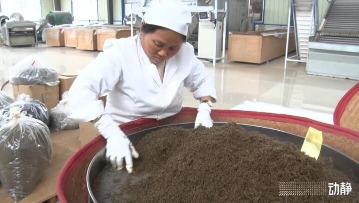 有关于黔东南州丹寨：抢“鲜”赶制春茶，全力保供市场的最新消息(8)