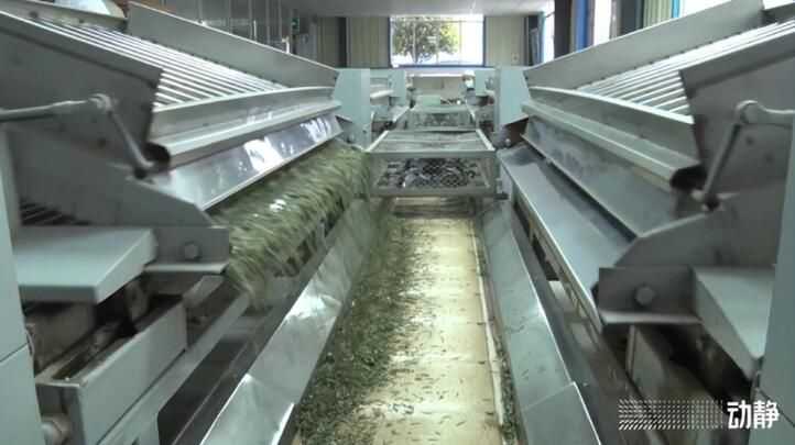 有关于黔东南州丹寨：抢“鲜”赶制春茶，全力保供市场的最新消息