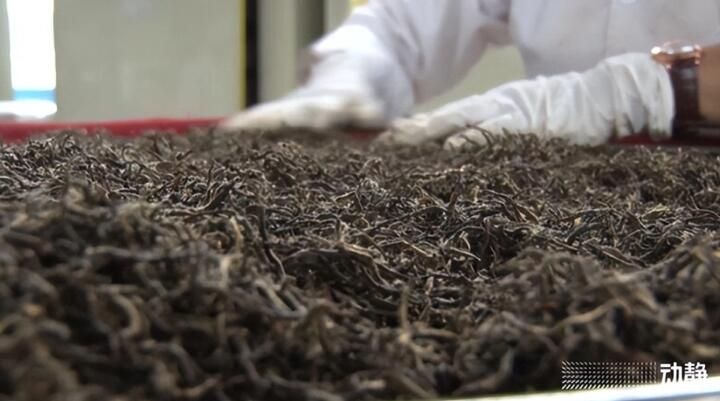 有关于黔东南州丹寨：抢“鲜”赶制春茶，全力保供市场的最新消息(7)