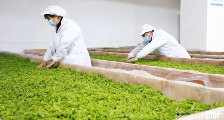 有关于黔东南州丹寨：抢“鲜”赶制春茶，全力保供市场的最新消息(1)