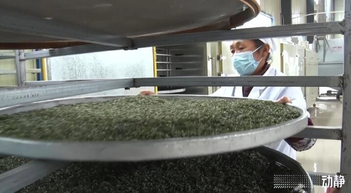 有关于黔东南州丹寨：抢“鲜”赶制春茶，全力保供市场的最新消息(6)