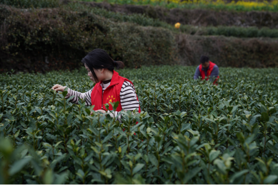 关于巾帼化身“采茶工”，一芽一叶总关情的内容(1)