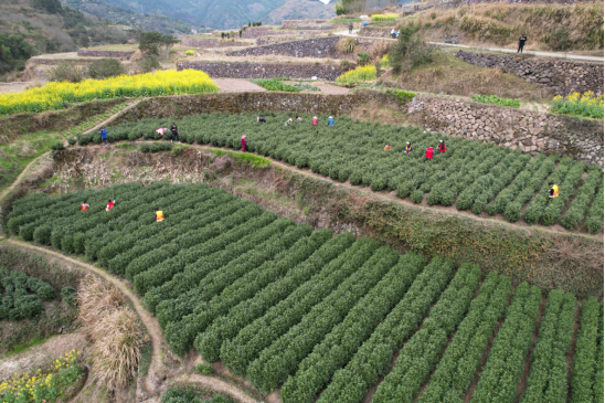 关于巾帼化身“采茶工”，一芽一叶总关情的内容