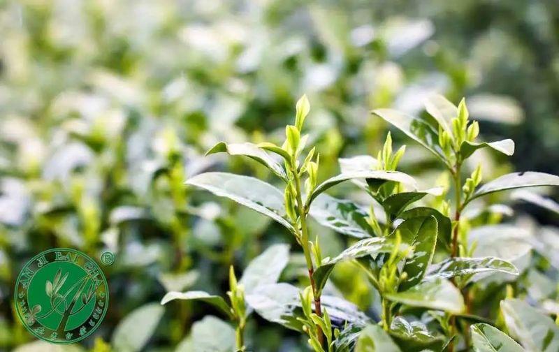 关于安吉白茶正式开采，价格略升，品质更优！的新闻(1)