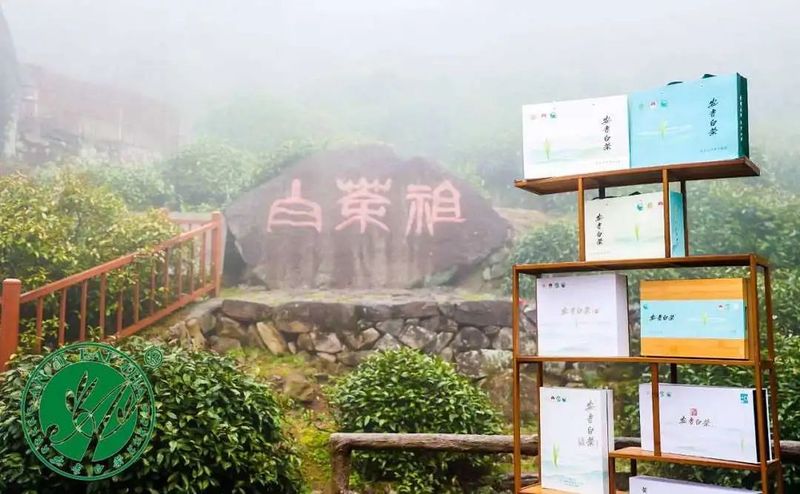 关于安吉白茶正式开采，价格略升，品质更优！的新闻(3)