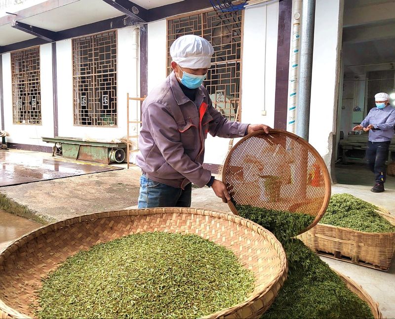 有关于湄潭洗马镇:春茶飘香采摘忙 茶企生产不停歇的信息(3)